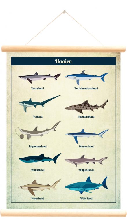 Schoolplaat - haaien